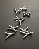 X and Y chromosomes, conceptual image