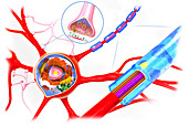 Nerve cell anatomy, illustration