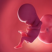 Fetus at week 15, illustration