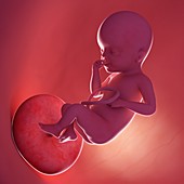 Fetus at week 25, illustration