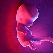 Fetus at week 10, illustration