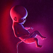 Fetus at week 22, illustration