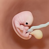 Fetus at week 7, illustration