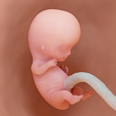 Fetus at week 9, illustration