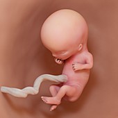 Fetus at week 11, illustration