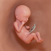 Fetus at week 19, illustration