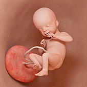 Fetus at week 21, illustration