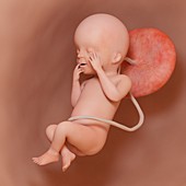Fetus at week 23, illustration