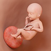 Fetus at week 25, illustration