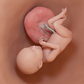 Fetus at week 39, illustration