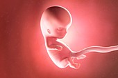 Fetus at week 10, illustration