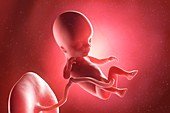Fetus at week 14, illustration