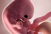 Fetus at week 7, illustration