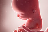 Fetus at week 13, illustration