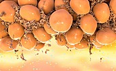 White adipose cells, illustration