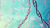 Plasmids, illustration