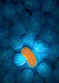 Neutrophil immune response, illustration
