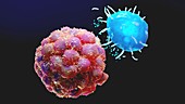 Mast cell and tumour, illustration
