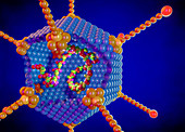 Adenovirus structure, illustration