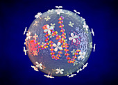 Arenavirus structure, illustration