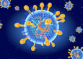 Hendra virus structure, illustration