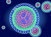 Hepatitis B virus structure, illustration
