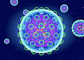 Hepatitis C virus structure, illustration