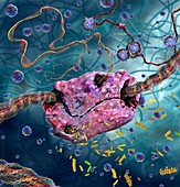 RNA polymerase transcribing DNA, illustration