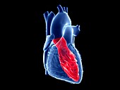 Heart's left ventricle, illustration