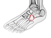 Cuboid bone, illustration