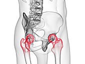 Hip joints, illustration
