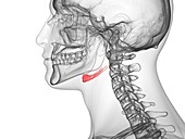 Hyoid bone, illustration