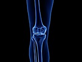 Healthy knee joint, illustration