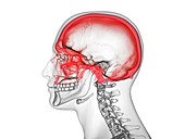 Cranium, illustration