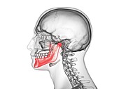 Jaw bone, illustration