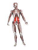 Psoas major muscle, illustration
