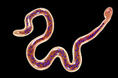 Brugia malayi parasitic worm, illustration