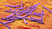 Leprosy bacteria, illustration