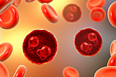 Protozoan Plasmodium falciparum in the stage of ring form tr