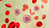 Plasmodium vivax inside red blood cells, illustration