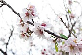 Almond (Prunus dulcis) blossom