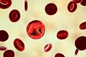 Plasmodium malariae inside red blood cell, illustration