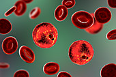 Plasmodium malariae inside red blood cell, illustration