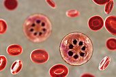 Plasmodium malariae inside red blood cell, illustration