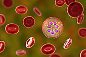 Plasmodium malariae inside red blood cell, illustration