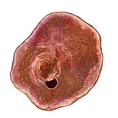 Plasmodium ovale inside red blood cell, illustration