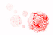 Cluster of cells, conceptual illustration