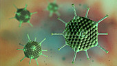 Adenovirus particles, illustration