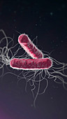 Pseudomonas aeruginosa bacteria, illustration