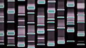 DNA autoradiograph, illustration